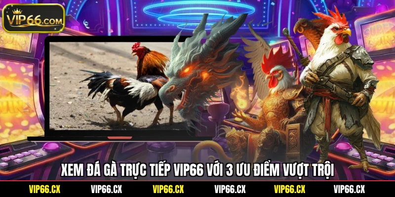 Xem đá gà trực tiếp Vip66 với 3 ưu điểm vượt trội